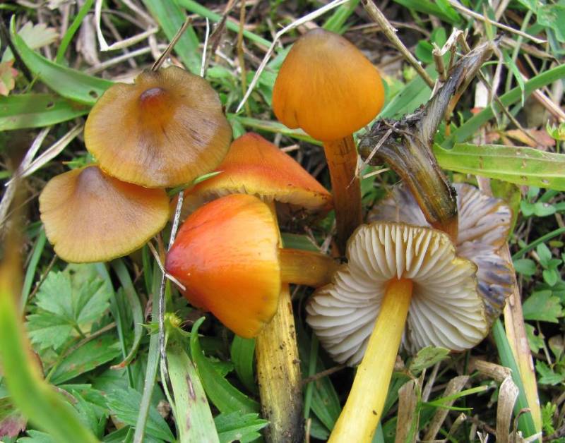 Hygrocybe conica