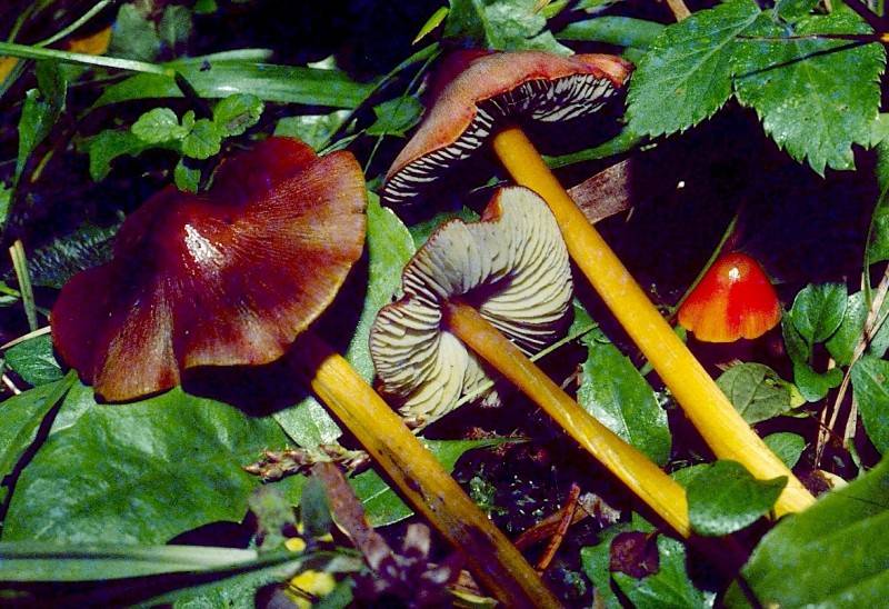 Hygrocybe conica