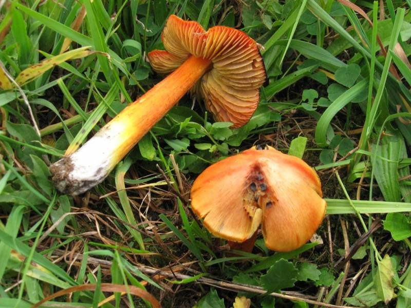 Hygrocybe conica