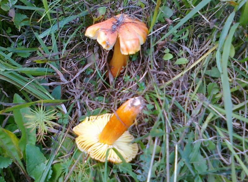 Hygrocybe intermedia