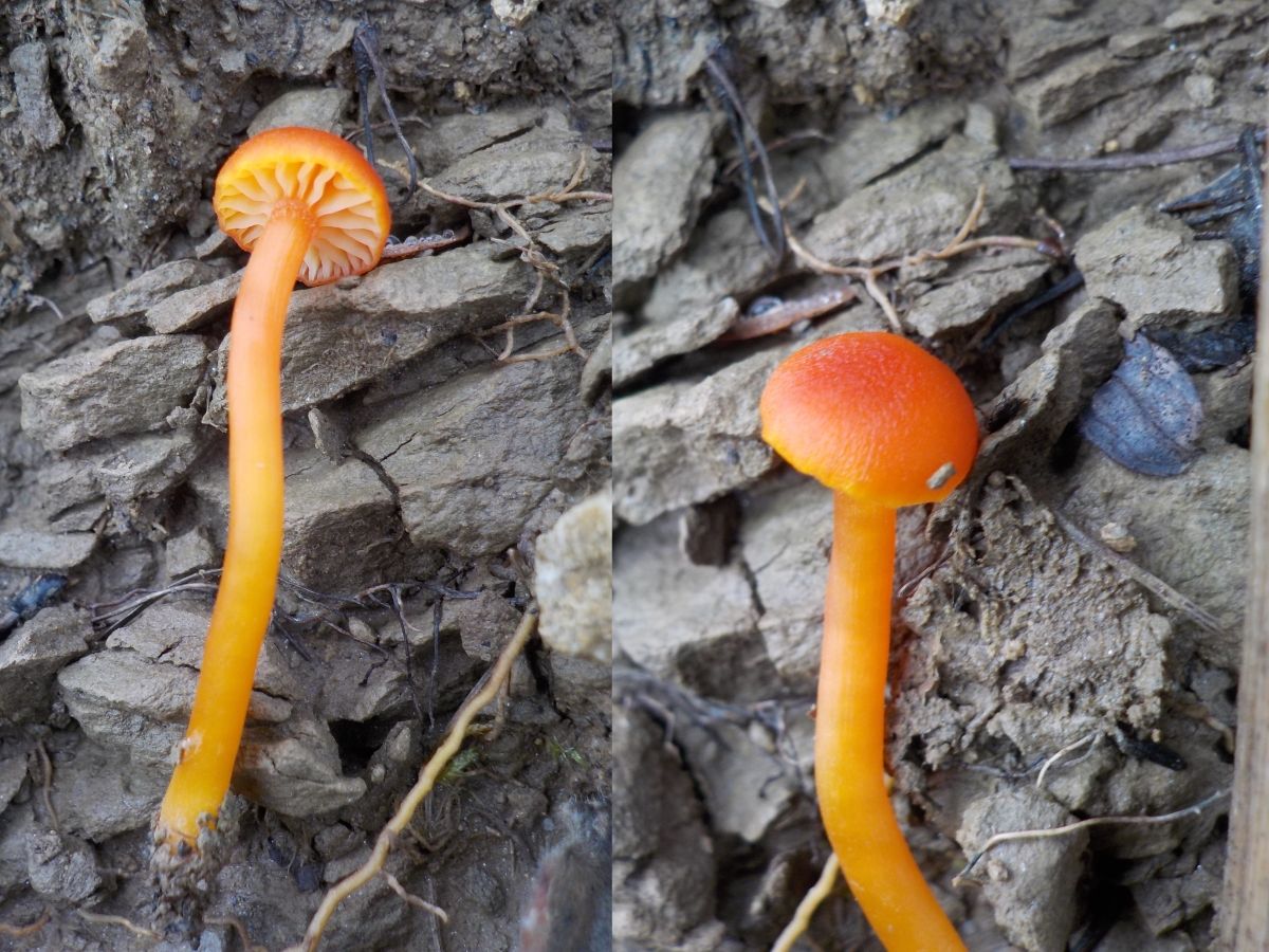 Hygrocybe miniata