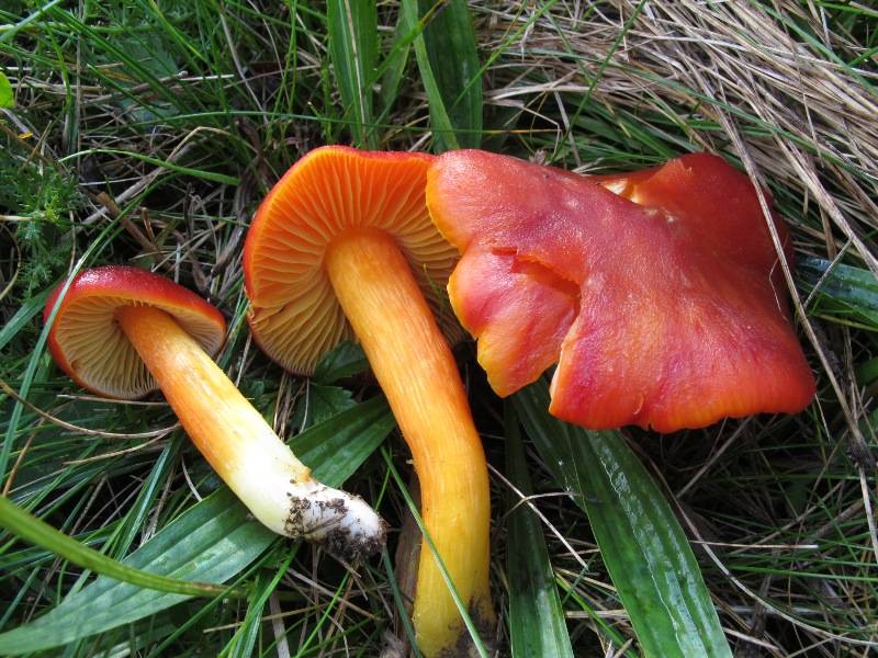 Hygrocybe punicea