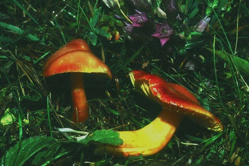 Hygrocybe punicea