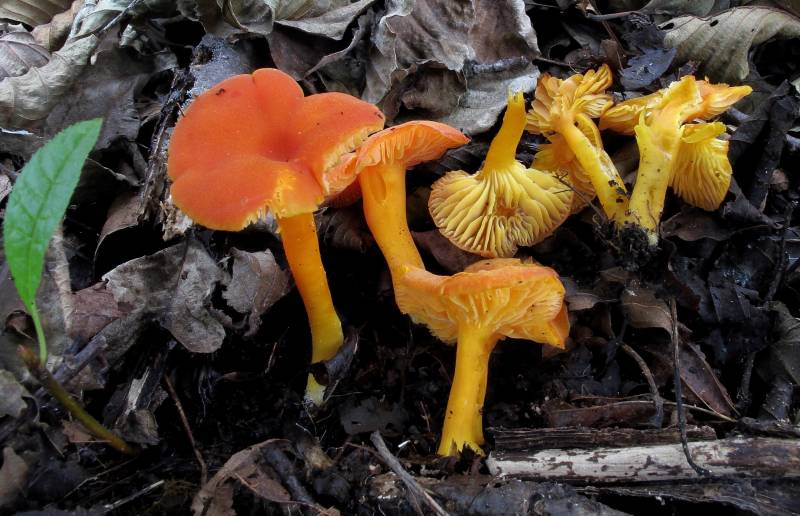 Hygrocybe quieta