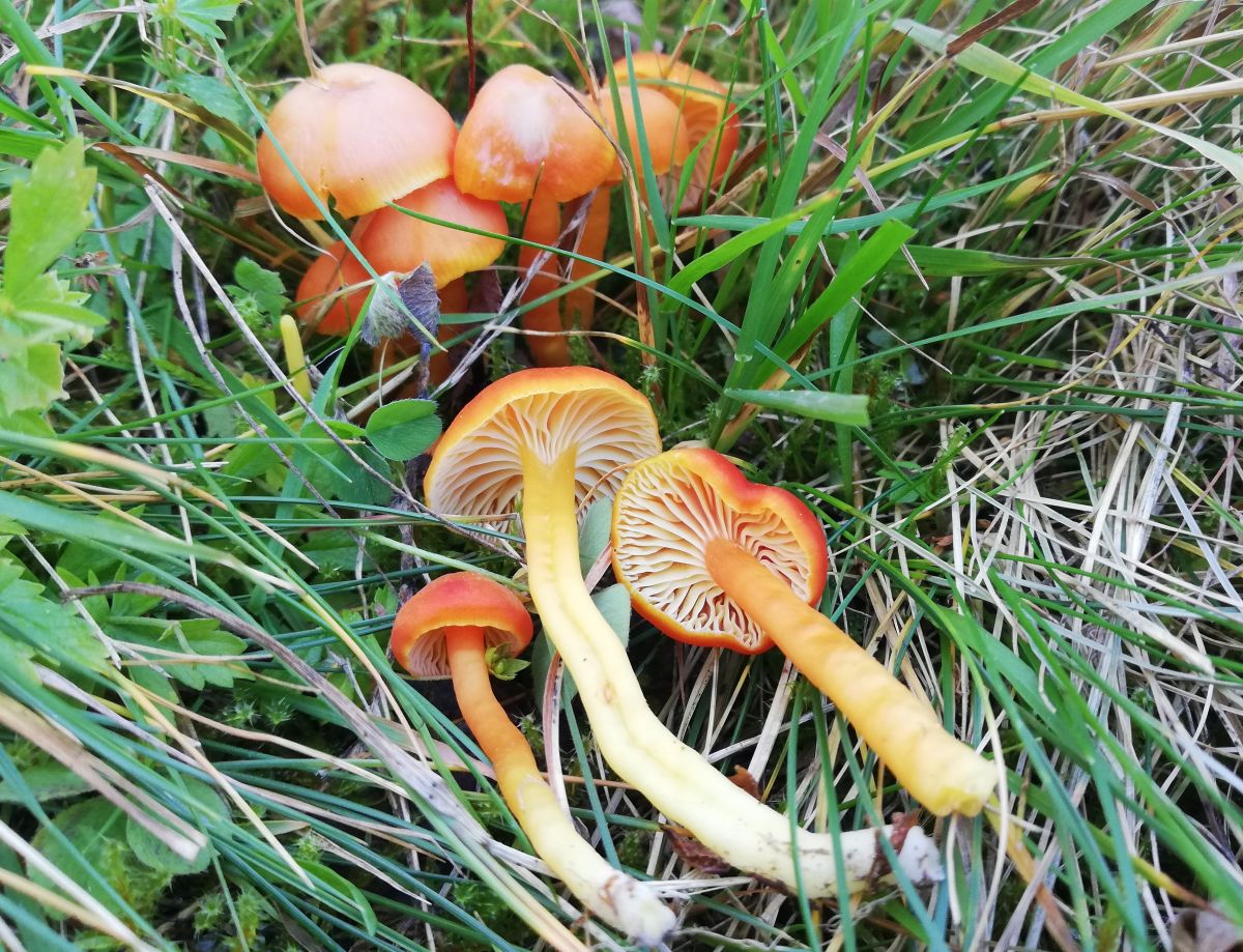 Hygrocybe reidii