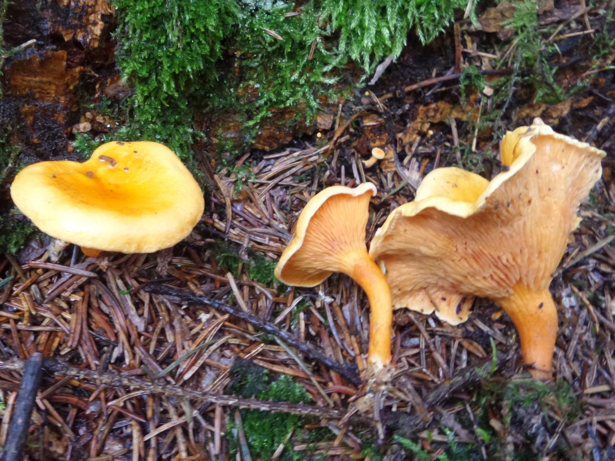 Hygrophoropsis aurantiaca