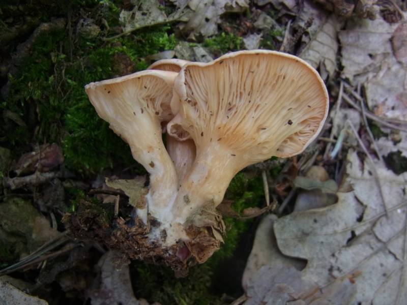 Hygrophoropsis rufescens