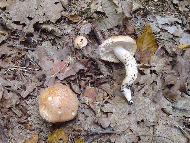 Hygrophorus arbustivus