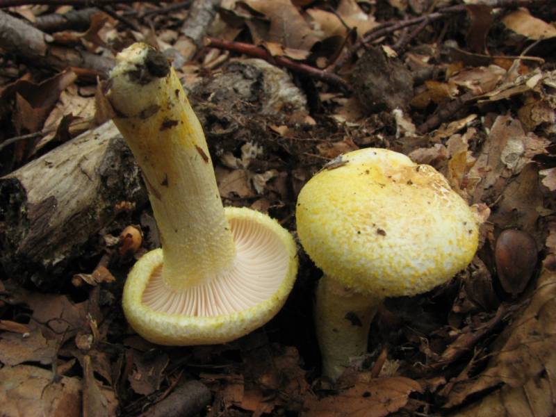 Hygrophorus chrysodon