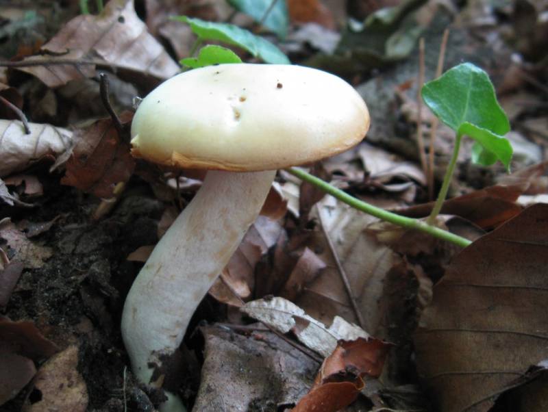 Hygrophorus cossus