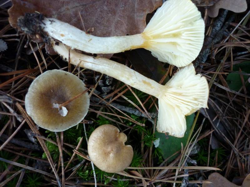 Hygrophorus hypothejus