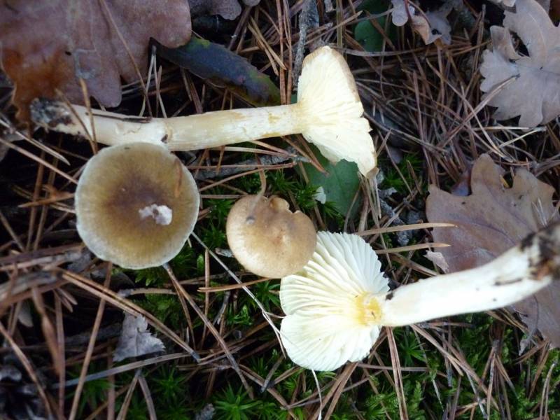 Hygrophorus hypothejus