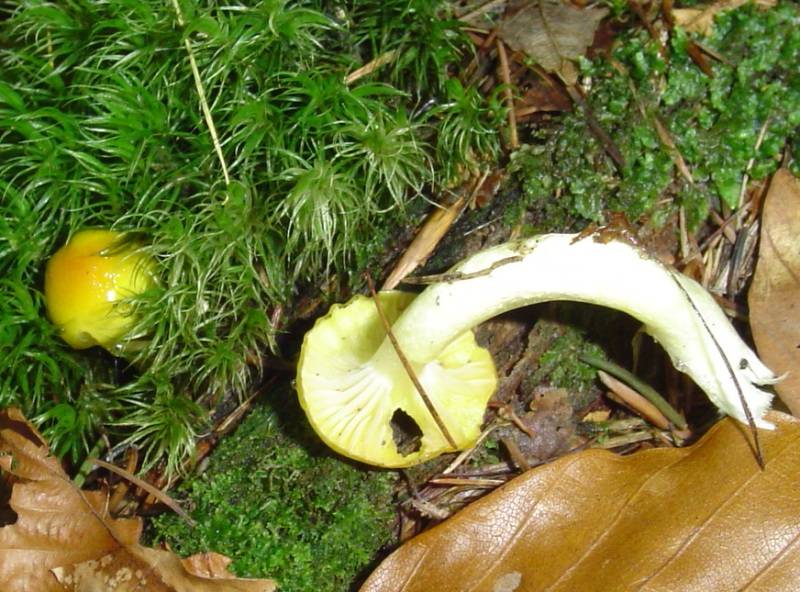 Hygrophorus hypothejus