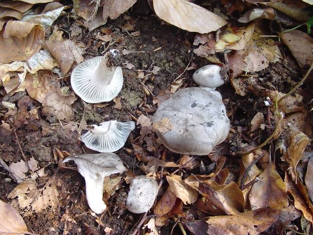 Hygrophorus marzuolus