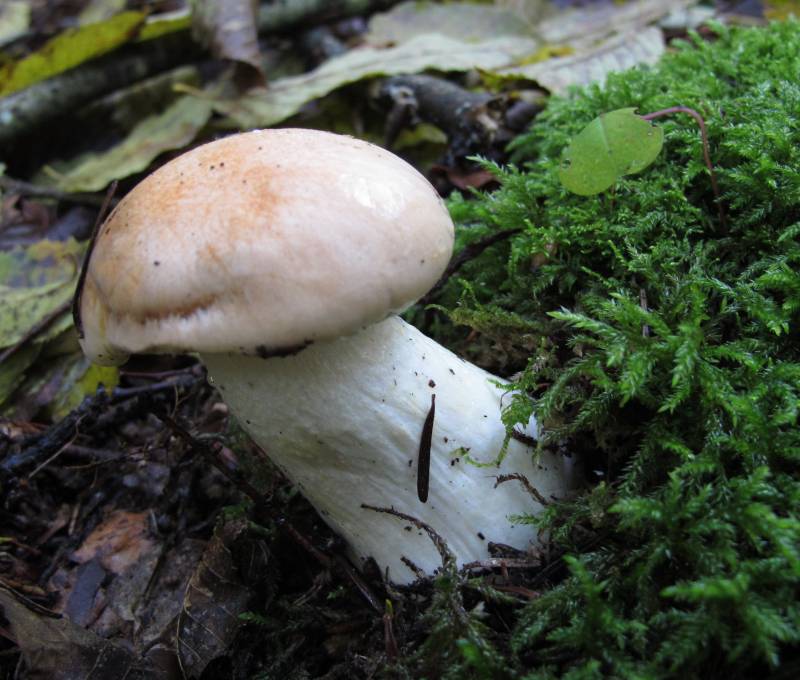 Hygrophorus pudorinus