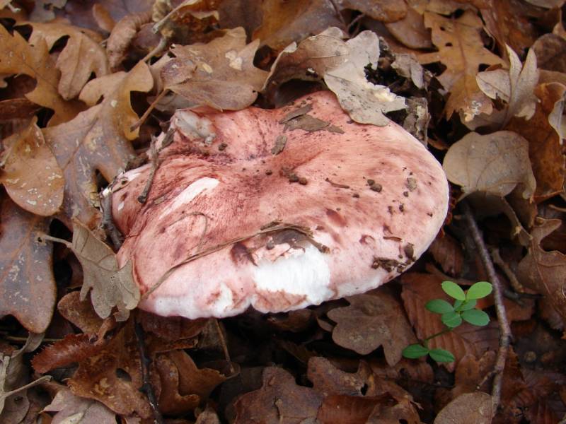 Hygrophorus russula