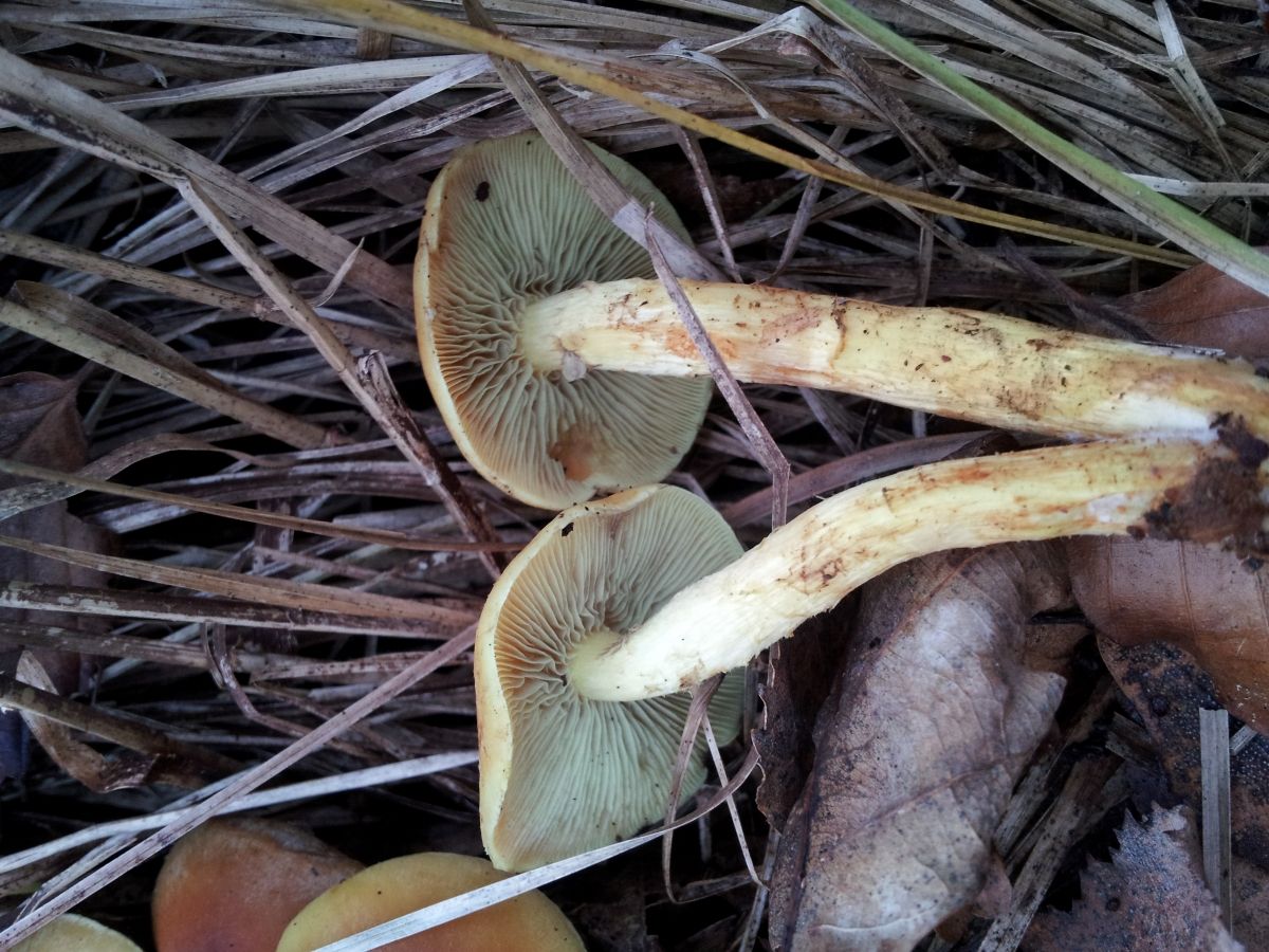 Hypholoma fasciculare