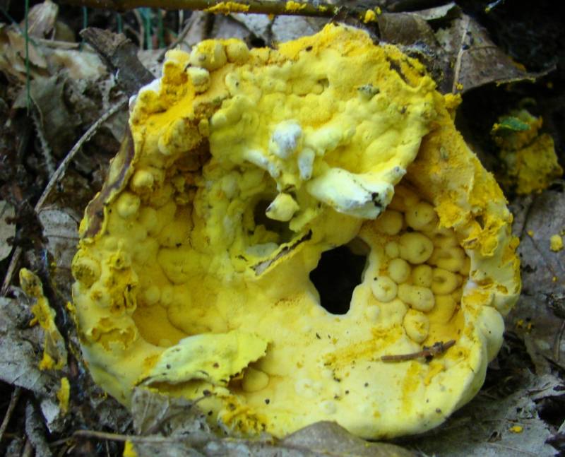 Hypomyces chrysospermus