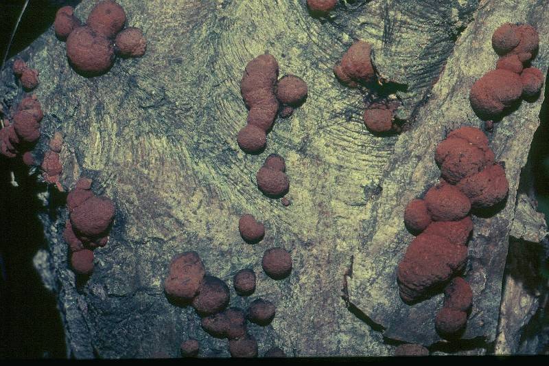 Hypoxylon fragiforme