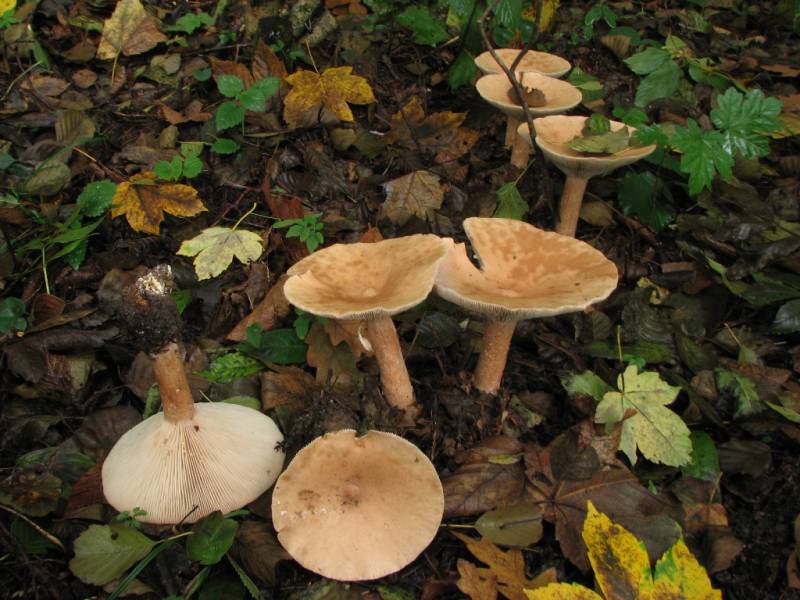 Infundibulicybe geotropa