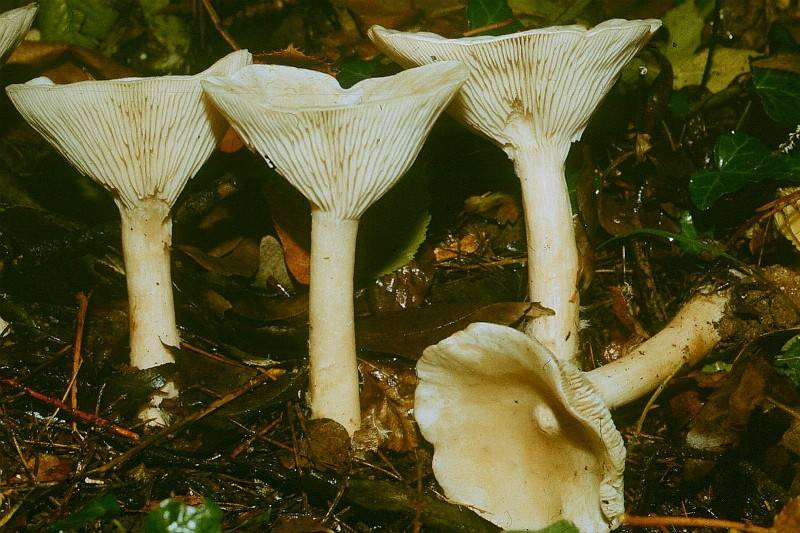 Infundibulicybe geotropa