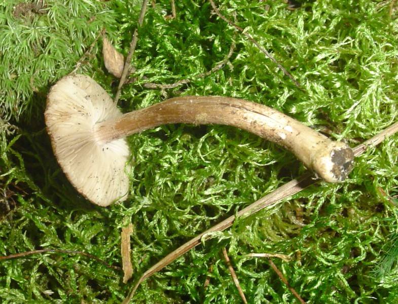 Inocybe asterospora