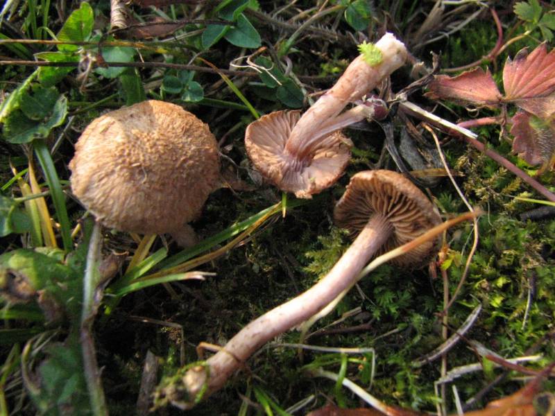 Inocybe cincinnata