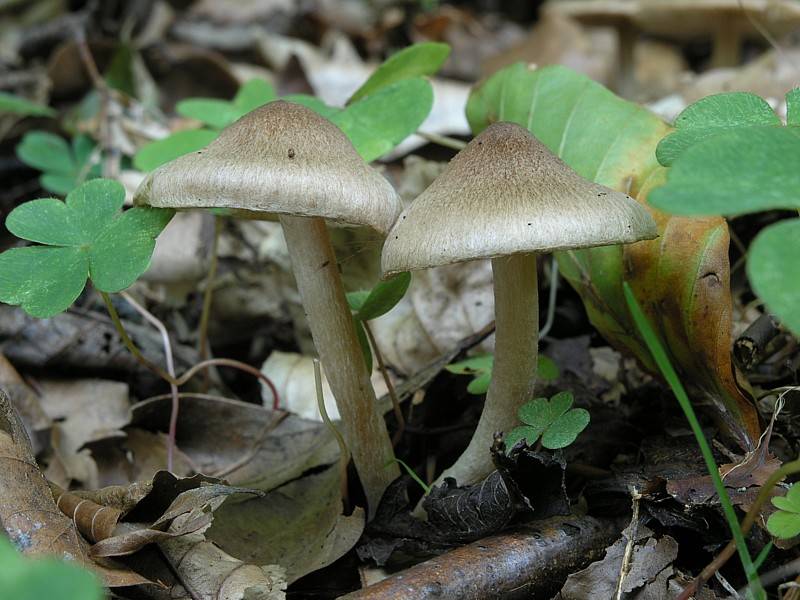 Inocybe flocculosa