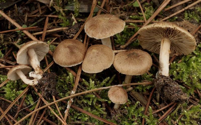 Inocybe flocculosa