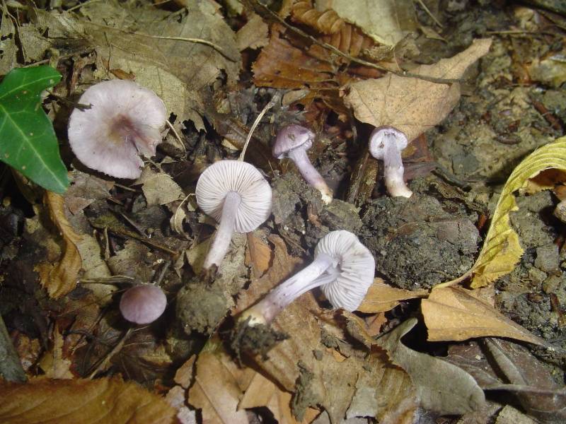 Inocybe geophylla