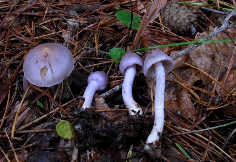 Inocybe geophylla