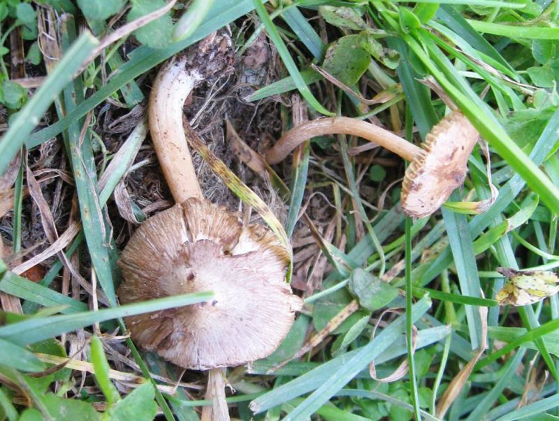 Inocybe grammata