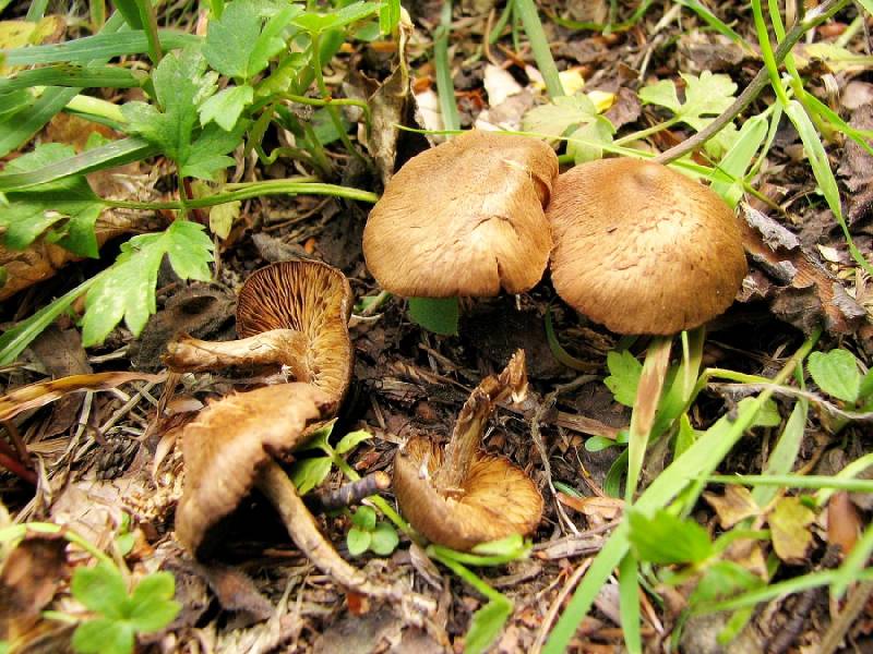 Inocybe lanuginosa