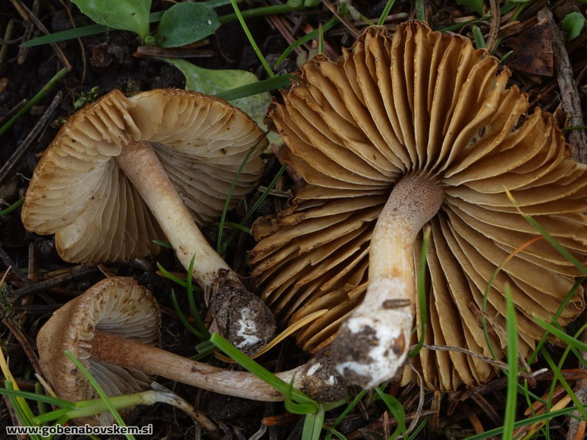 Inocybe nitidiuscula