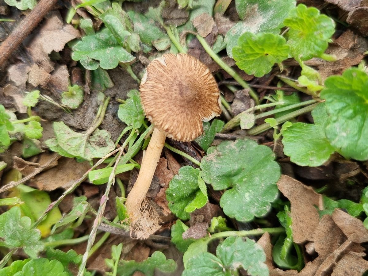 Inocybe pseudohiulca