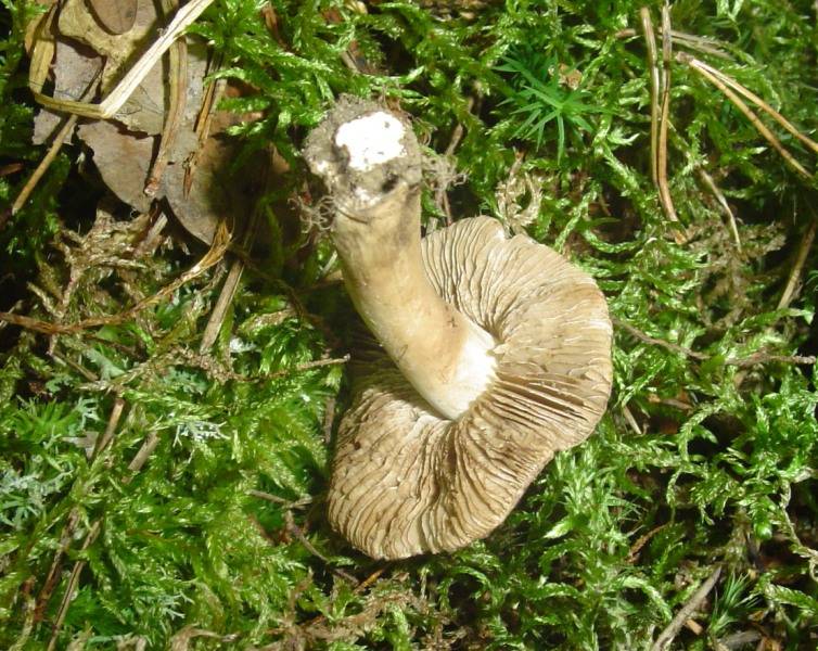 Inocybe splendens