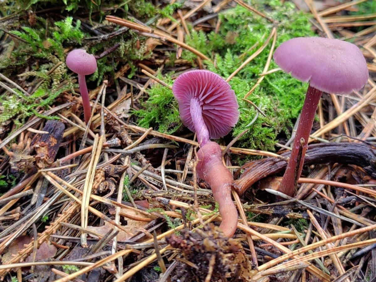 Laccaria amethystina