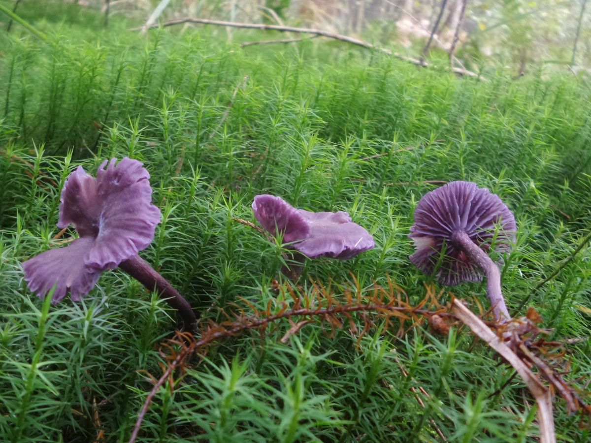 Laccaria amethystina