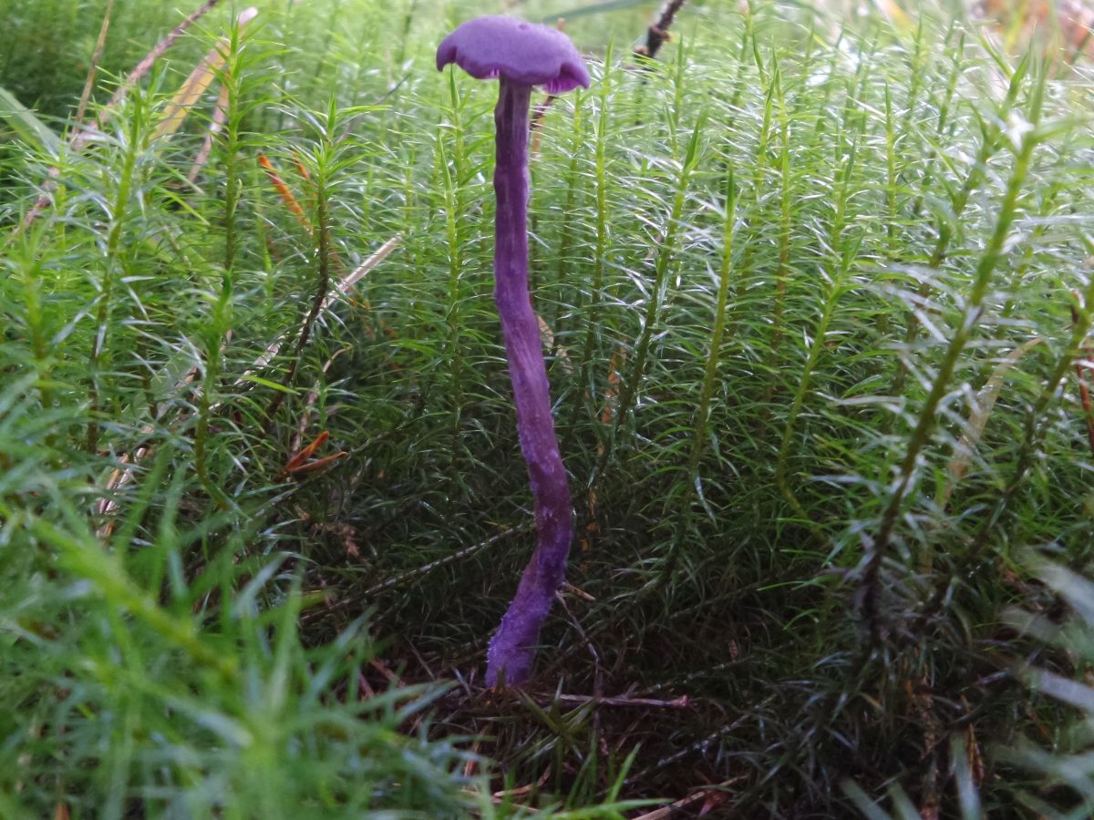 Laccaria amethystina