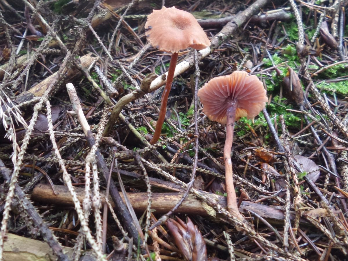 Laccaria laccata