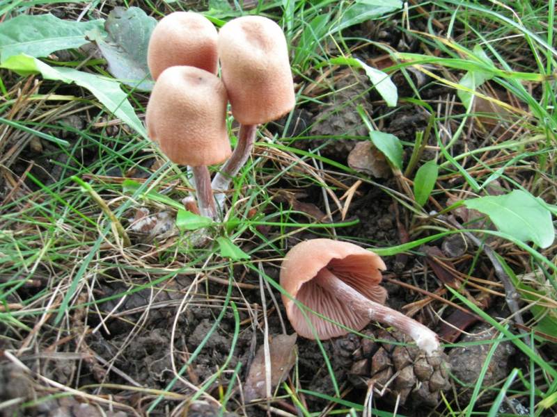 Laccaria laccata