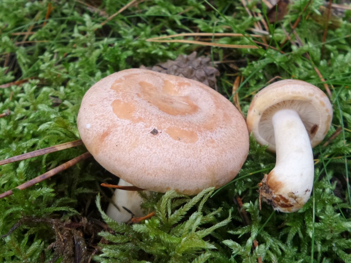 Lactarius chrysorrheus