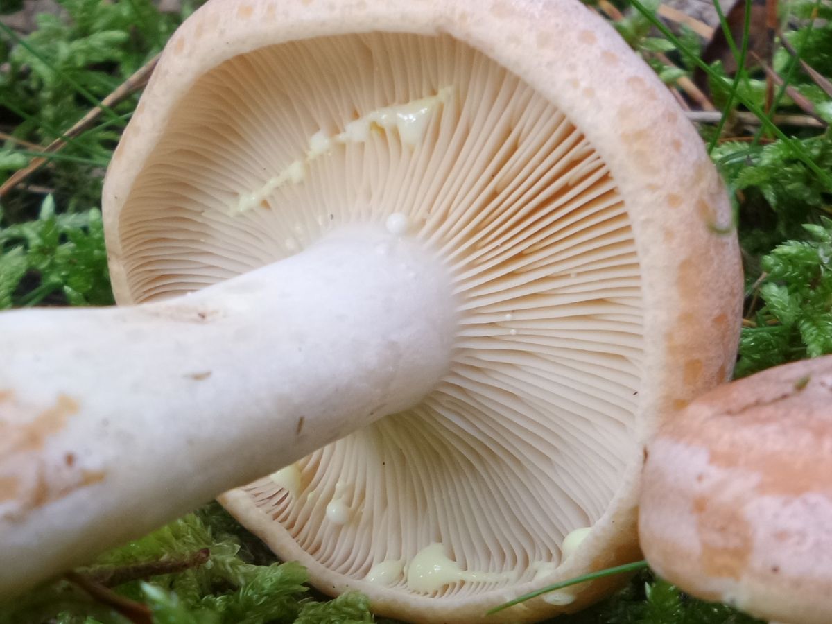 Lactarius chrysorrheus