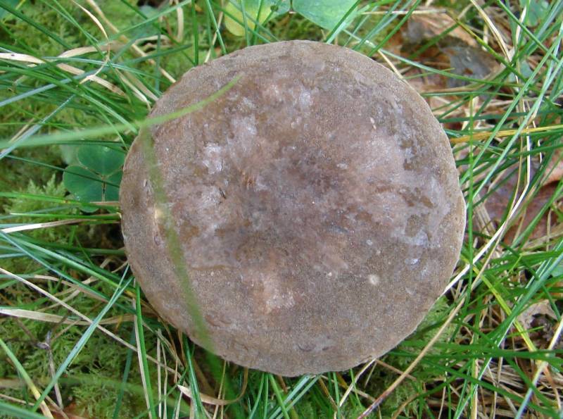 Lactarius fuliginosus