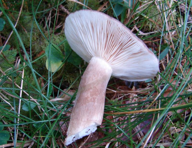 Lactarius fuliginosus