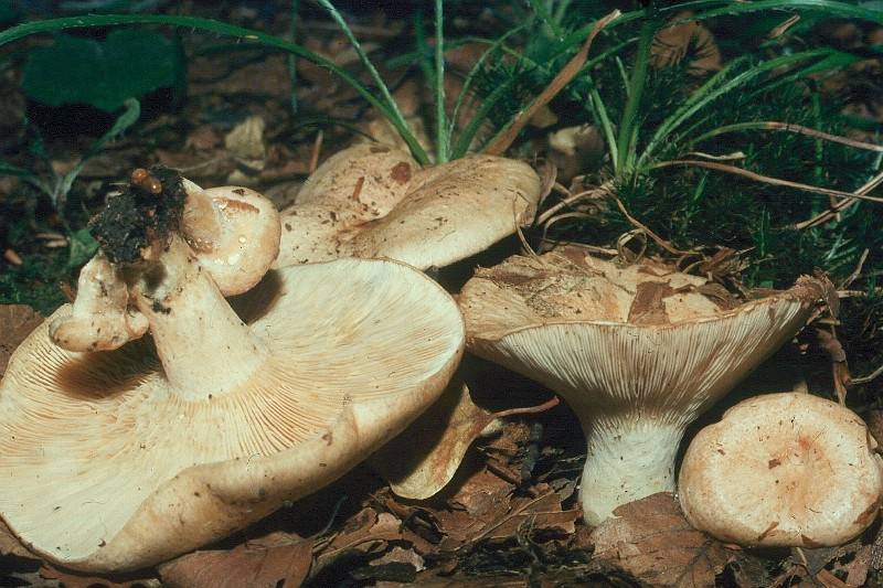 Lactarius illyricus