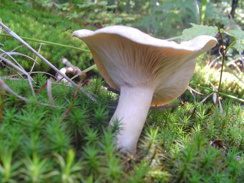 Lactarius illyricus