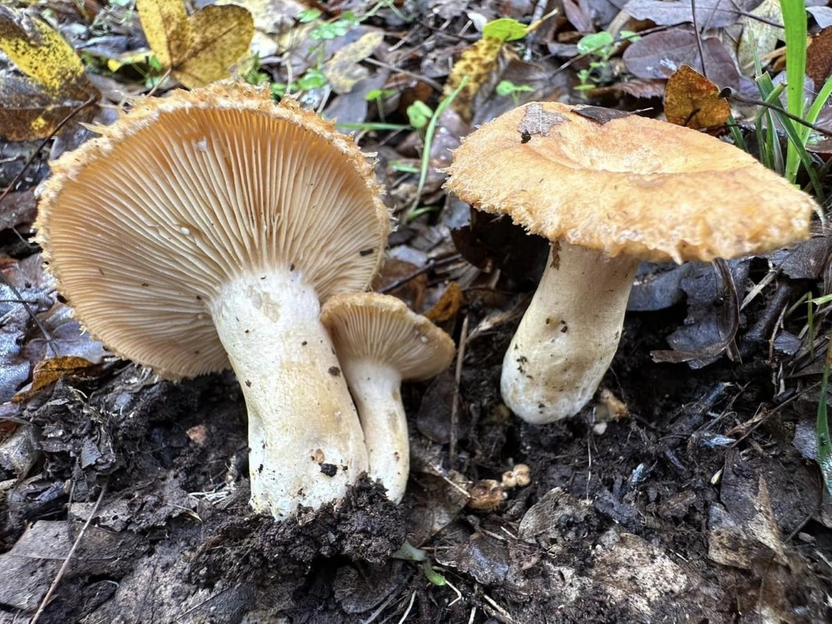 Lactarius mairei