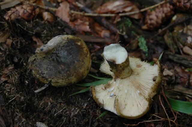 Lactarius necator