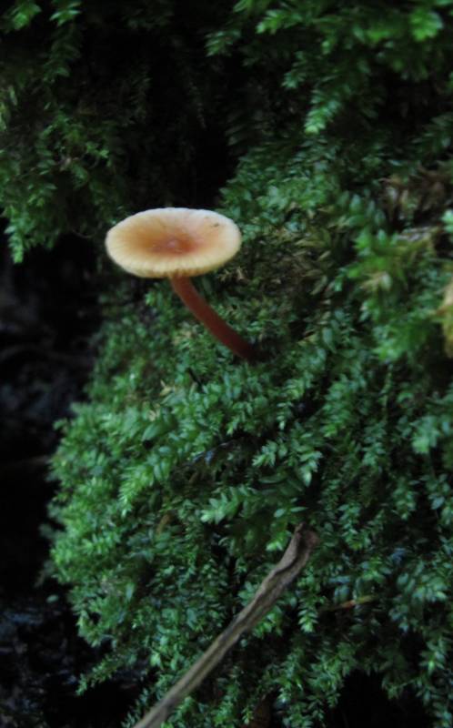 Lactarius obscuratus